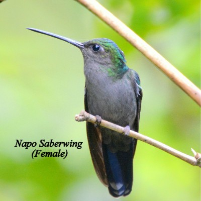 Napo Saberwing (Female)